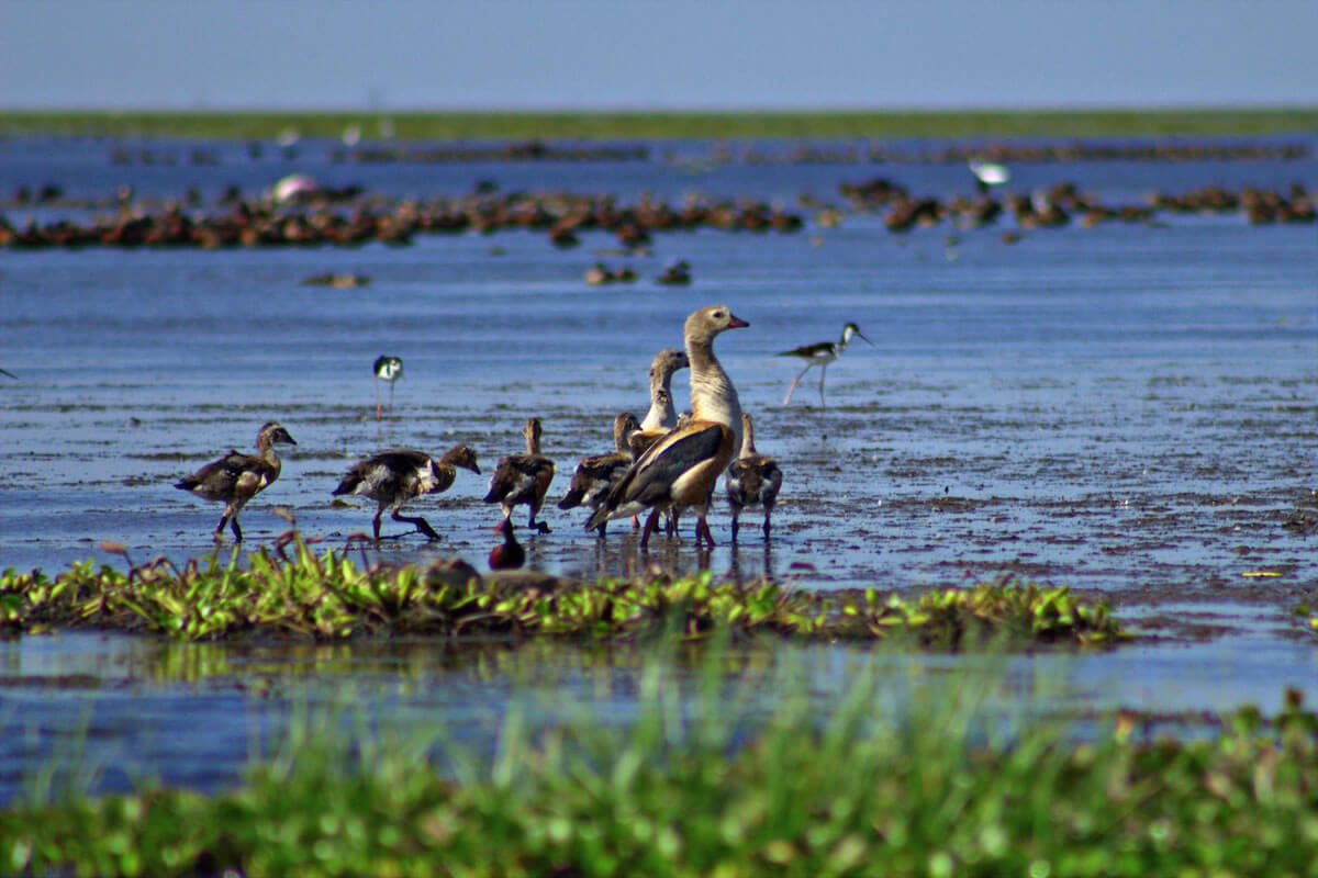 Delta del Orinoco Biosphere Reserve and National Park (Venezuela) LAC Geo